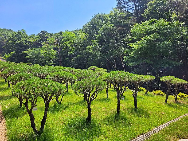 김포수목장A