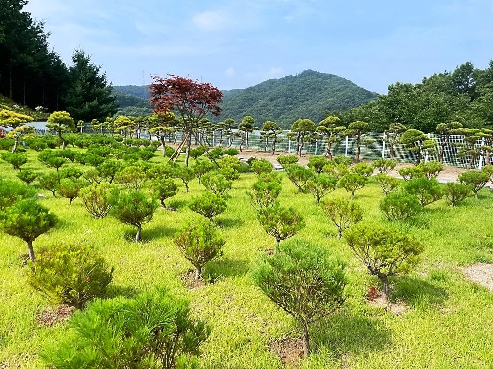 곤지암수목장