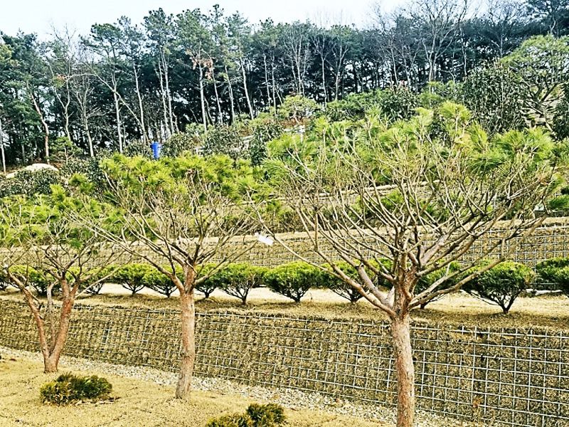 일산수목장B