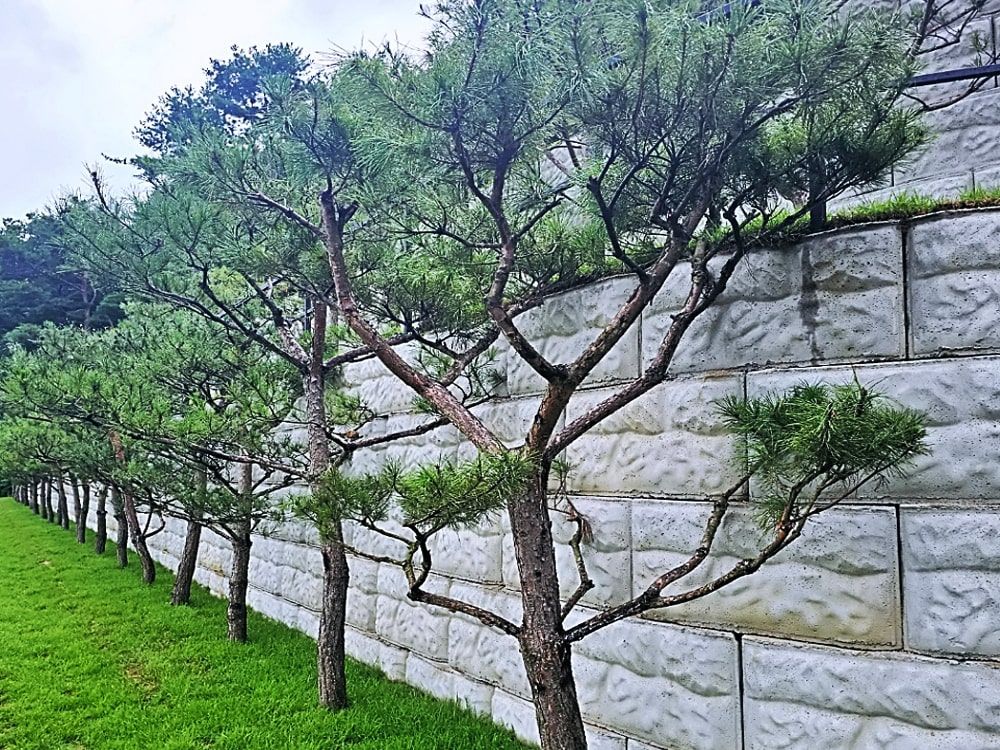 남양주수목장