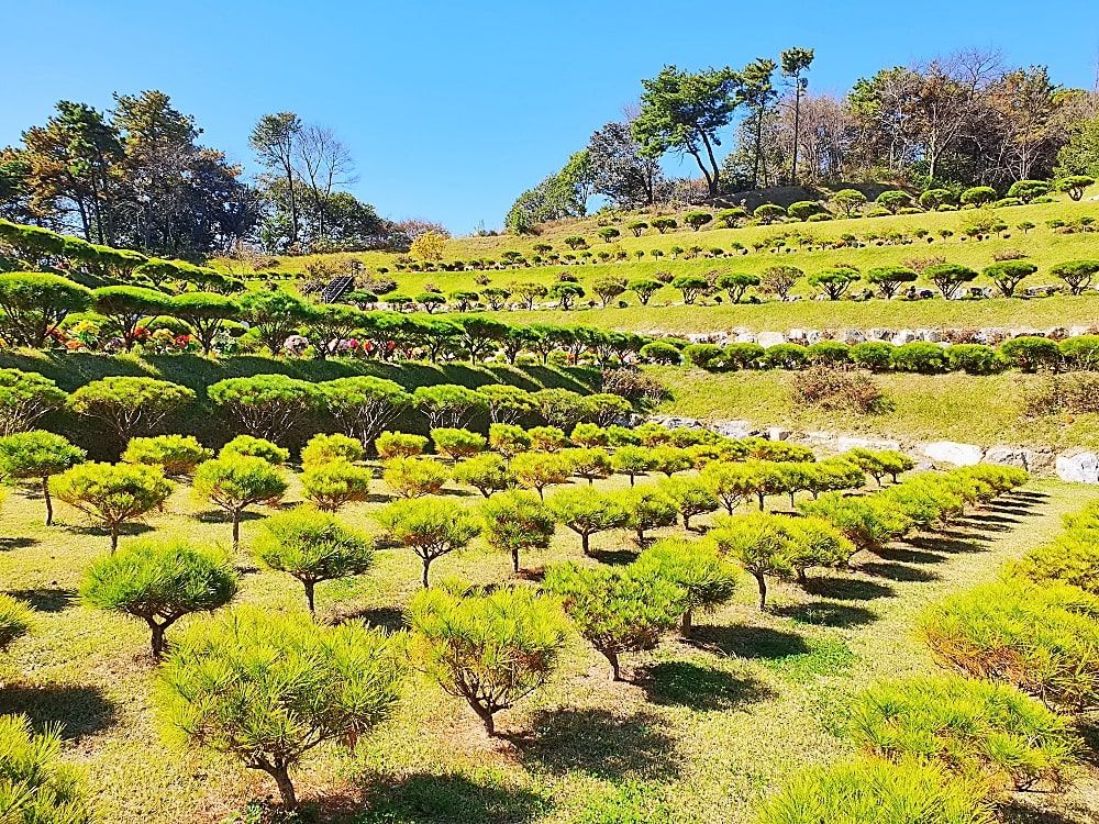 용인수목장A